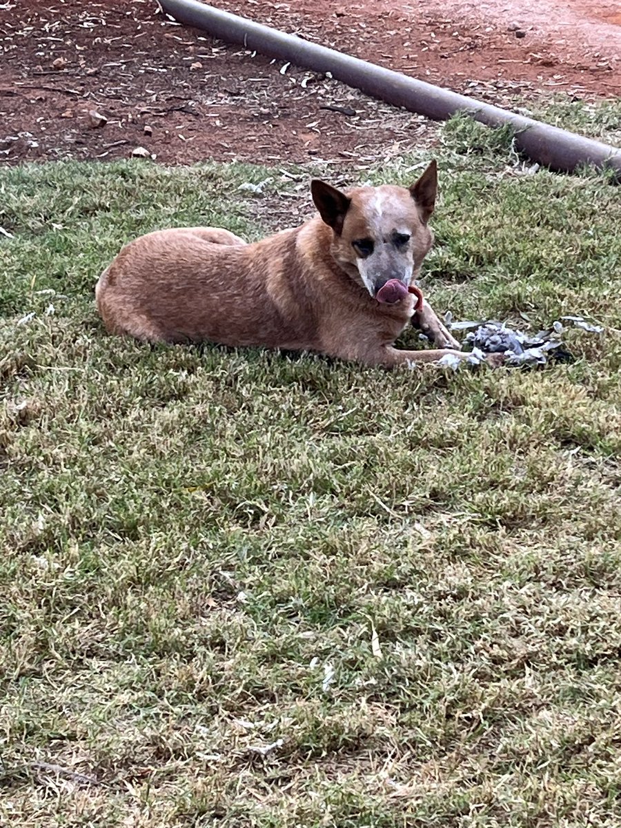 stationmum101's tweet photo. Busted.
#TinyDog feasting on the remains of a top knot pigeon he found in the front grille of the hilux.
#StationLife https://t.co/KXUCi7HgWP