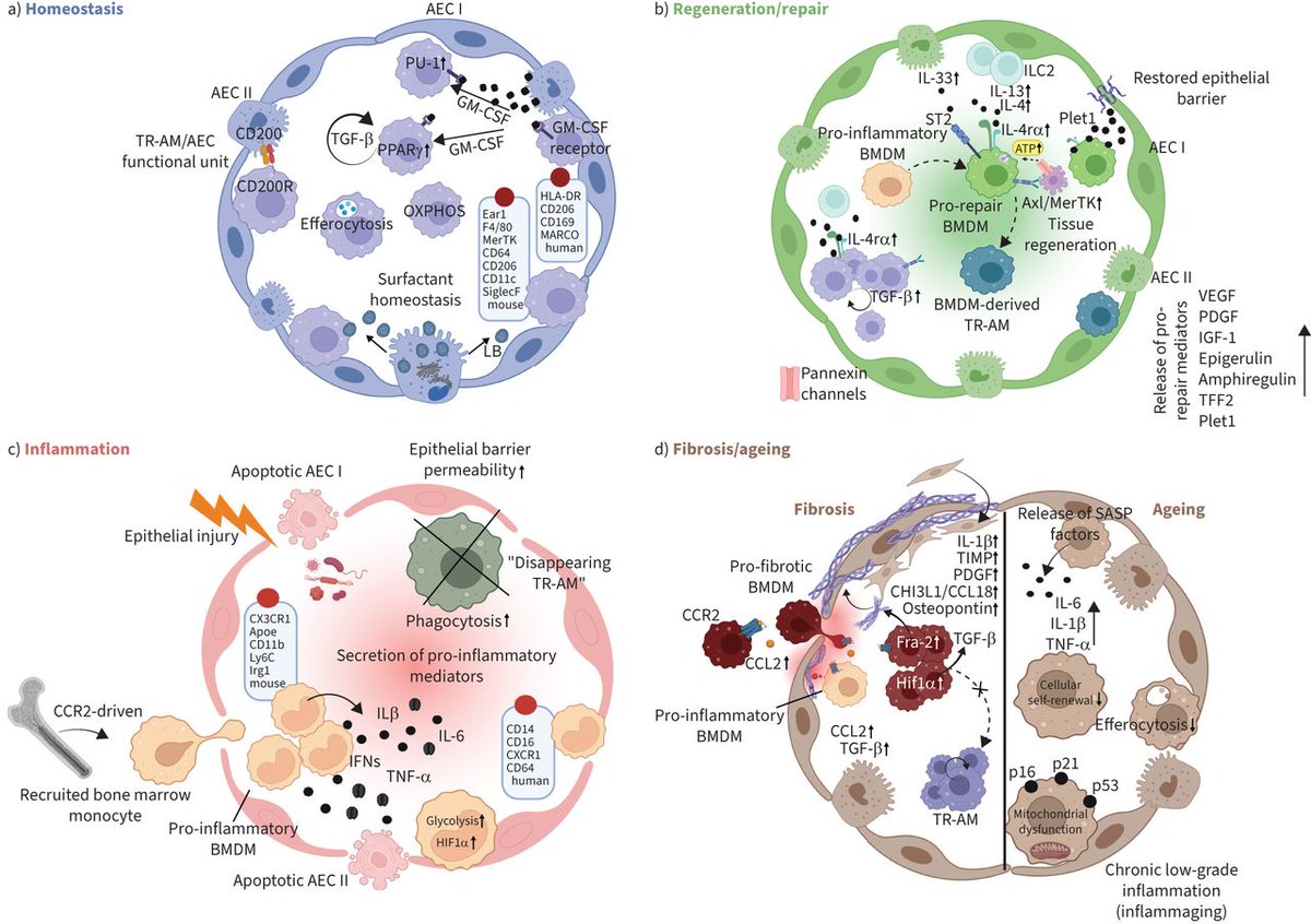 ERR: Alveolar macrophages, sourced from diverse cellular origins, engage in the preservation of lung homeostasis, the modulation of immune responses and the facilitation of tissue repair <a href="/HeroldLab/">Herold Lab</a> <a href="/CPI_ExStra/">CPI</a> bit.ly/3PCIa5U