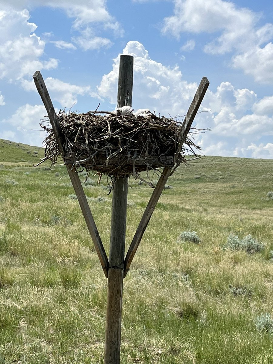 N_Neubauer's tweet photo. Gophers are always a problem for us, this year we are installing ferruginous hawk nesting platforms in some more of our pastures to help relieve the gophers pressure through natural predation. @rebeccakschulz https://t.co/cqxpdapr6C