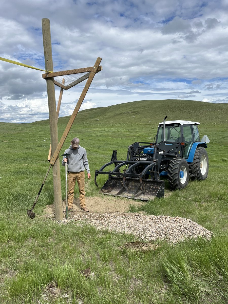 N_Neubauer's tweet photo. Gophers are always a problem for us, this year we are installing ferruginous hawk nesting platforms in some more of our pastures to help relieve the gophers pressure through natural predation. @rebeccakschulz https://t.co/cqxpdapr6C