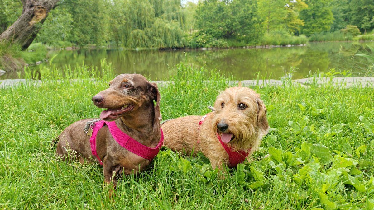 Stromovkování a pózování úterní...

🐕❤️🐕 #Tonda & #Matej #Merle #Wirehaired #Smoothhaired #Dachshund #Wiener #Family #Members #BestFriend #Bestevenn #SausageDog #InstaWiener #InstaDog #ILoveIt #JegElskerDet #LovingDog #My #FantasticBeasts