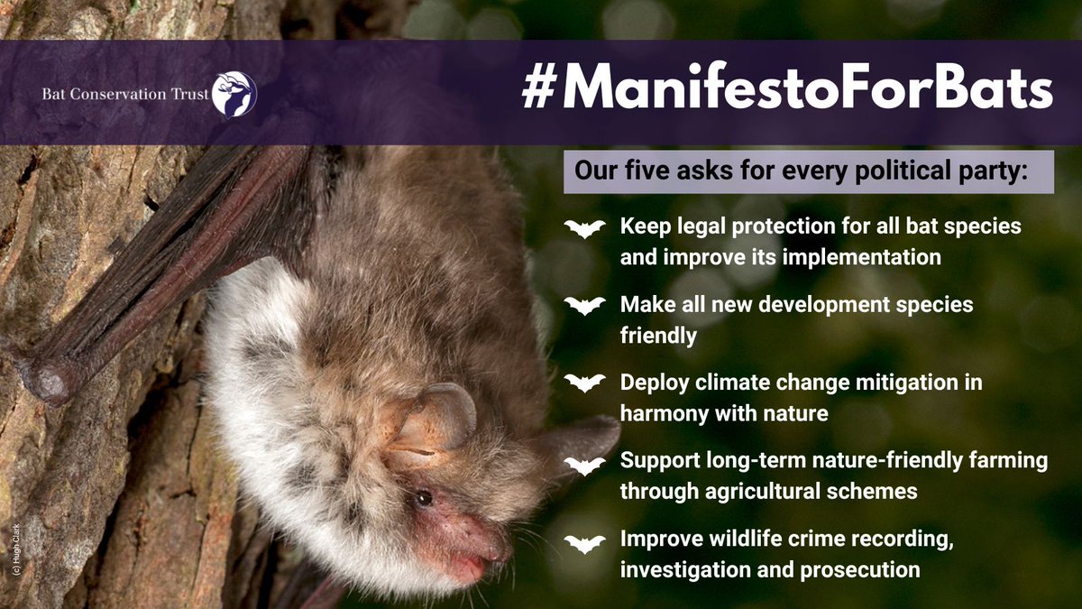 A Bat Conservation Manifesto launches today! Created so that evidence-based conservation policy ideas are available for political parties and decision makers.
Now we’d like your support to get these ideas out there. Read more here: bats.org.uk/news/2024/06/s… 
#ManifestoForBats