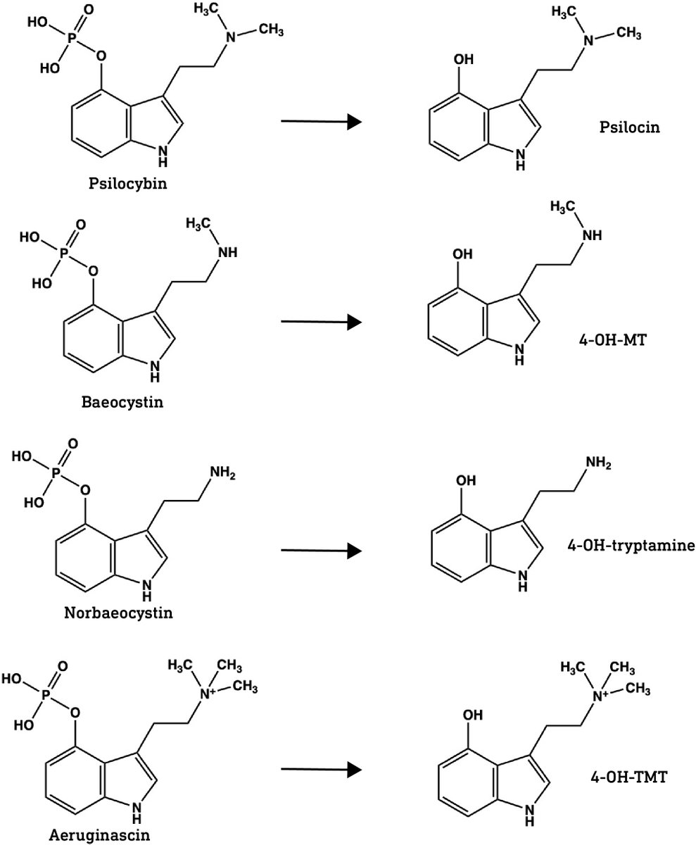 alieninsect's tweet image. Evidence for a possible "entourage effect" in Psilocybe mushrooms? 

A brand new paper studied the four main tryptamines found in Psilocybe mushrooms (as well as their "active" dephosphorylated forms) with the aim of characterising their chemical and biological effects...

It's…