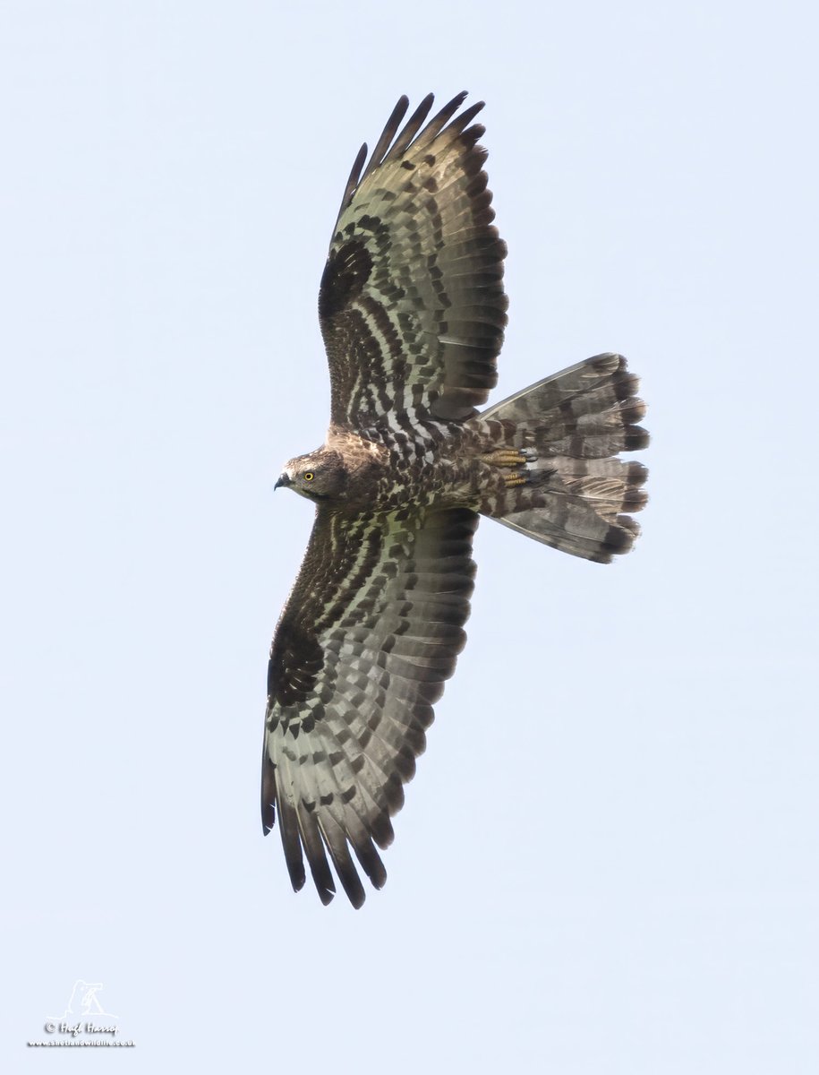 Hugh Harrop Wildlife tweet media