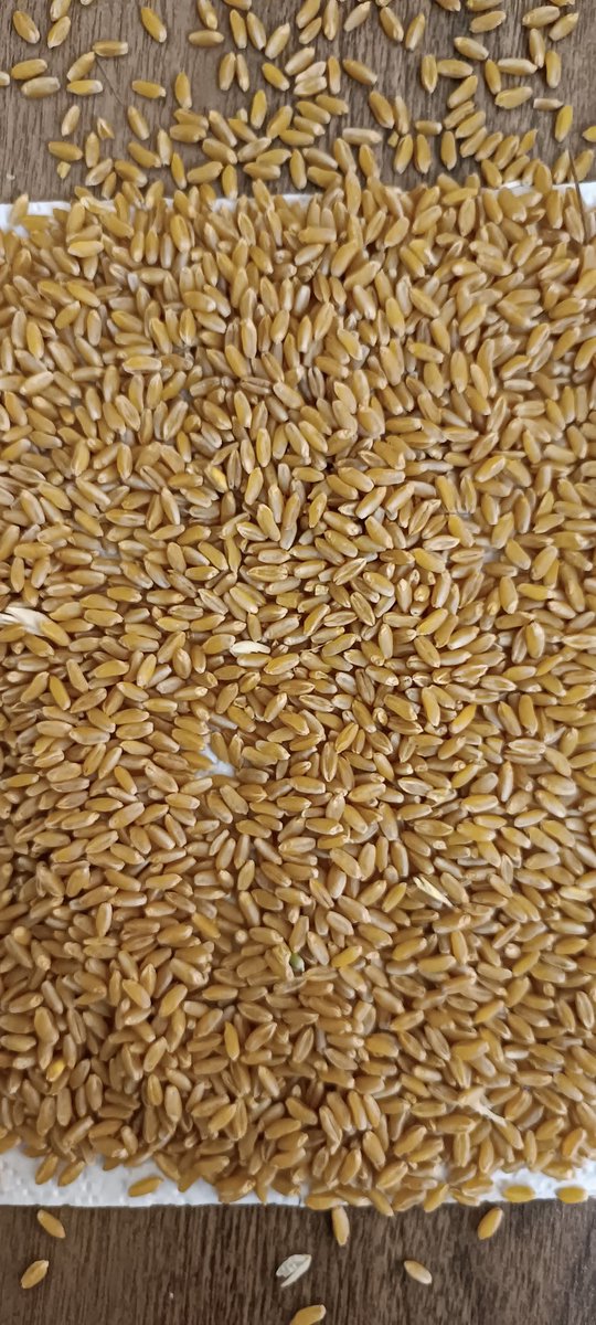 Şanlıurfa piyasası 14-15 protein çiftçiden alış fiyatı 10.500 TL - 325$
