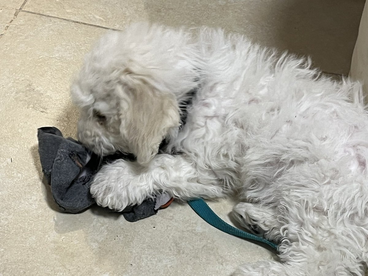 rbarishansky's tweet image. and my worst fears have been realized, I own a puppy that enjoys gnawing on my beloved socks. #sockgame