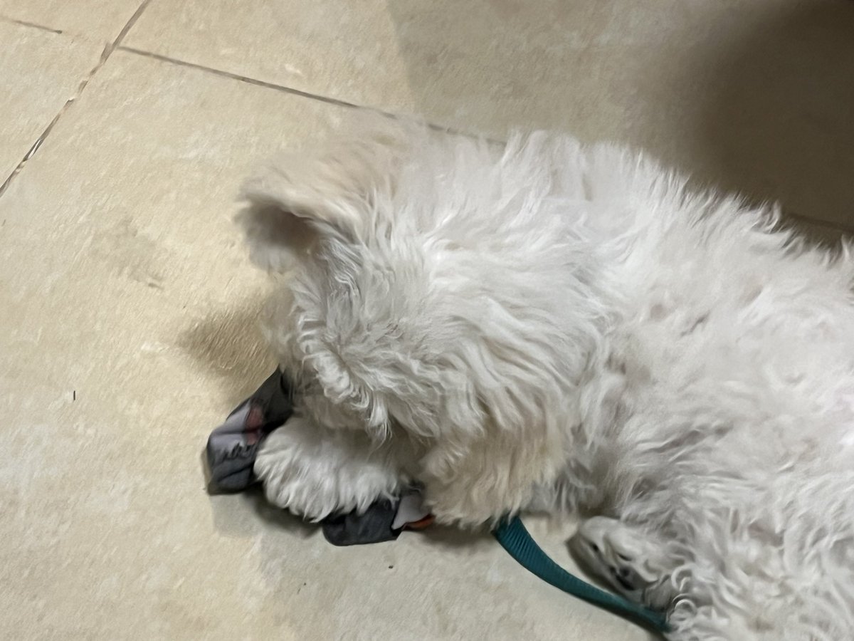 rbarishansky's tweet image. and my worst fears have been realized, I own a puppy that enjoys gnawing on my beloved socks. #sockgame