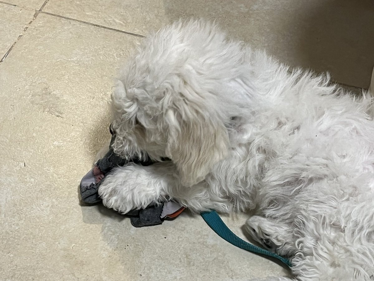 rbarishansky's tweet image. and my worst fears have been realized, I own a puppy that enjoys gnawing on my beloved socks. #sockgame