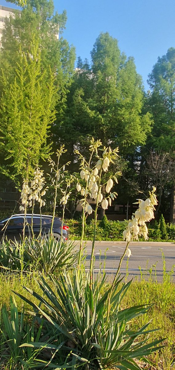 퇴근길 경로를 바꿨더니
푸르름이 더하다.
길이 막히더라도 
집에 가는 내옆에 나무가 있고
꽃이 있으니
눈의 피로가 풀린다.
도심속의 초록에 감사하다.