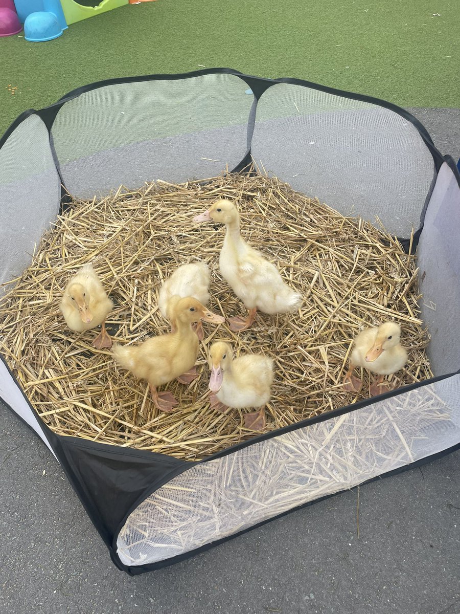 Reception Chantry Primary Academy tweet media