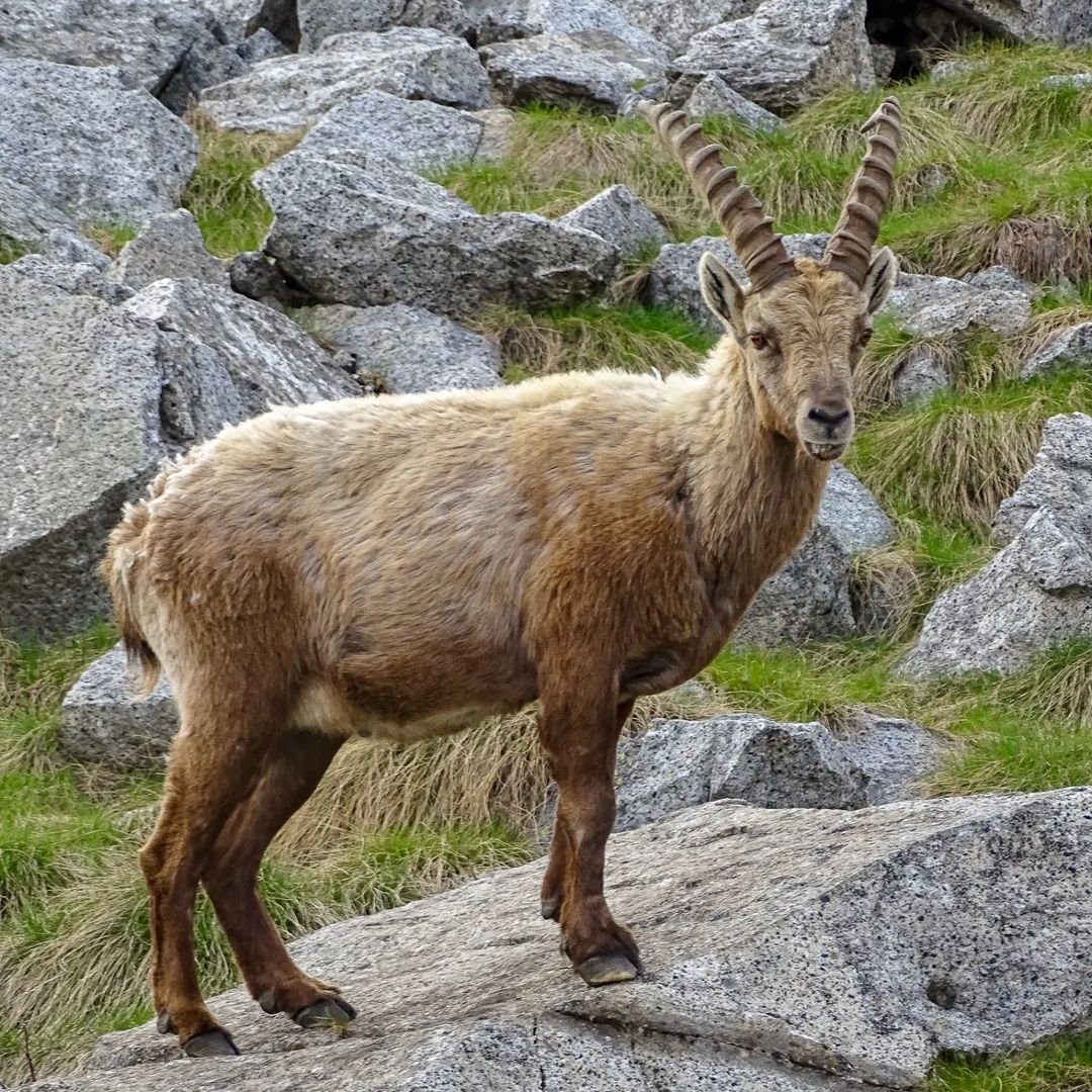 Voglia di osservare la fauna selvatica nel suo habitat naturale? Parti per un trekking in #vallecamonica! Clicca e scopri tanti consigli 👉 bit.ly/2CeOX3k   

📍 Val Salarno, Valle Camonica
📸 IG@marcopiapi 
#VisitBrescia <a href="/inLOMBARDIA/">inLOMBARDIA</a> <a href="/Italia/">Italia.it</a>
