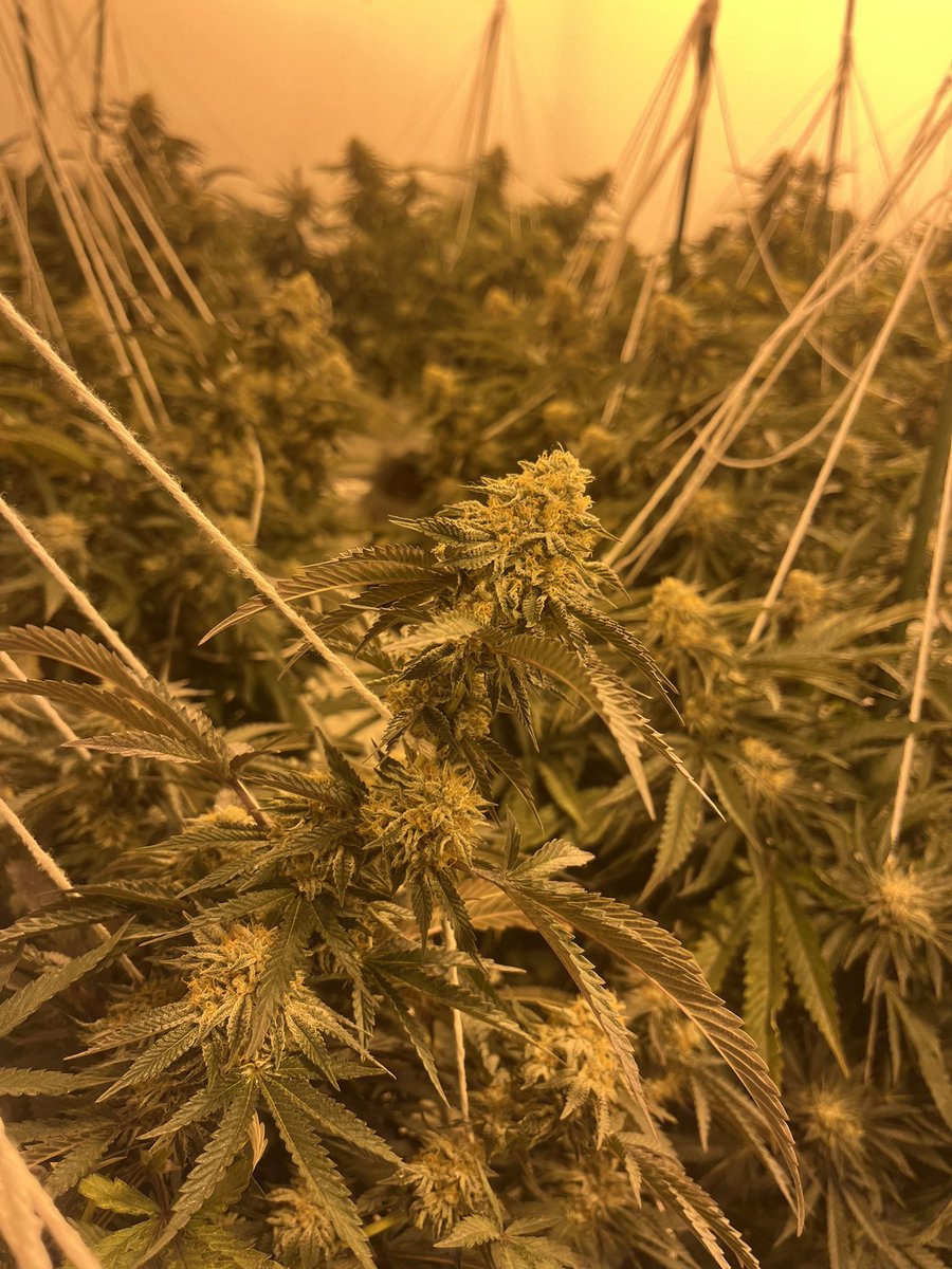 We’ve been quiet on here for a while but today we found this shocking electrical work at a cannabis farm 😵⚡️🪴