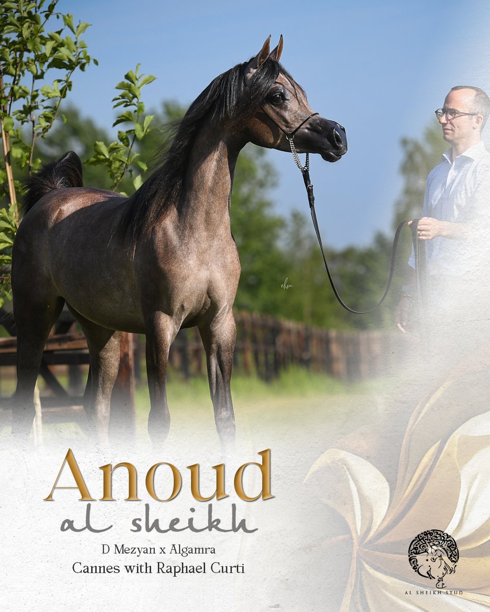 ArabianEssence's tweet photo. ANOUD AL SHEIKH: Following in her family’s tradition
#PrivilegeSFQ #privilegearabian #alsheikhstud #anoudalsheikh https://t.co/yqKO8SDtjE