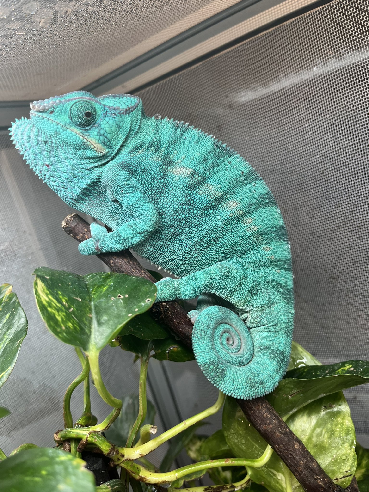カメレオンさま専用ページ パンサーカメレオン/ノシベTB Panther Chameleon Nosy-be True