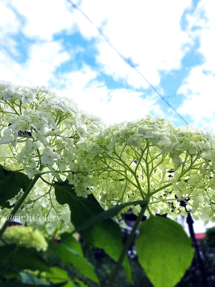 richCelery's tweet photo. もう6月ですわよ https://t.co/XR6xZav9Yb