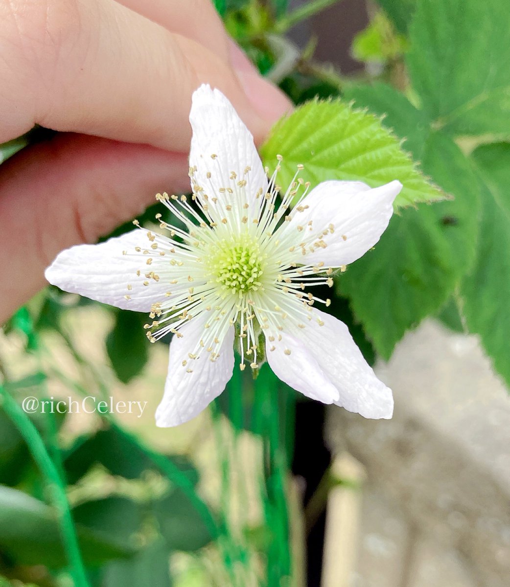richCelery's tweet photo. もう6月ですわよ https://t.co/XR6xZav9Yb