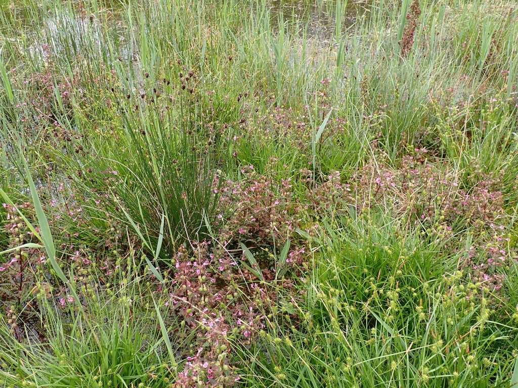 Steph34005455's tweet photo. Peak flowering at the stunning #Cothillfen #NNR! Very special #botany like Marsh lousewort and narrow buckler fern. Big thanks to our fantastic #volunteers including @Abingdon_GG - hard work resulted in best count for Broad-leaved Cotton grass https://t.co/fKxT7Z6JuS