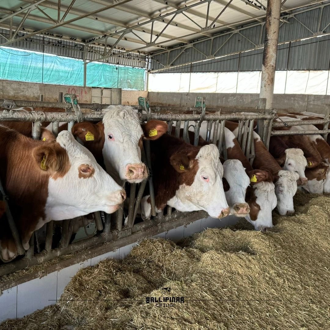 ballipinarcom's tweet photo. Yeme doyanlar&Yeme doyamayanlar🐮🐮🐮
#ballipinarciftligi #simentalciftlik #redholstein #holstein #simental #avrupakırmızısı #simentalfleckvieh #fleckvieh
İletişim👉🏻0533 517 88 66 https://t.co/ntPe7uPc4x