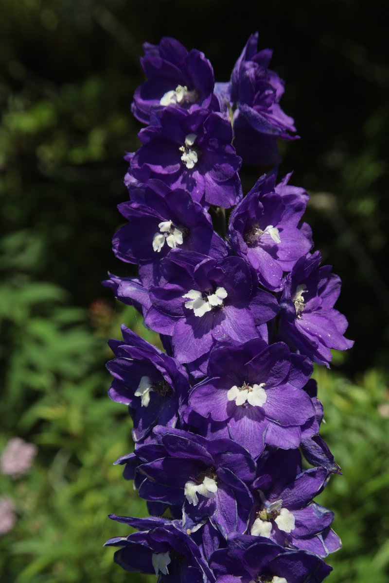 Delphinium 😃

#Photography #Flowers #Delphinium