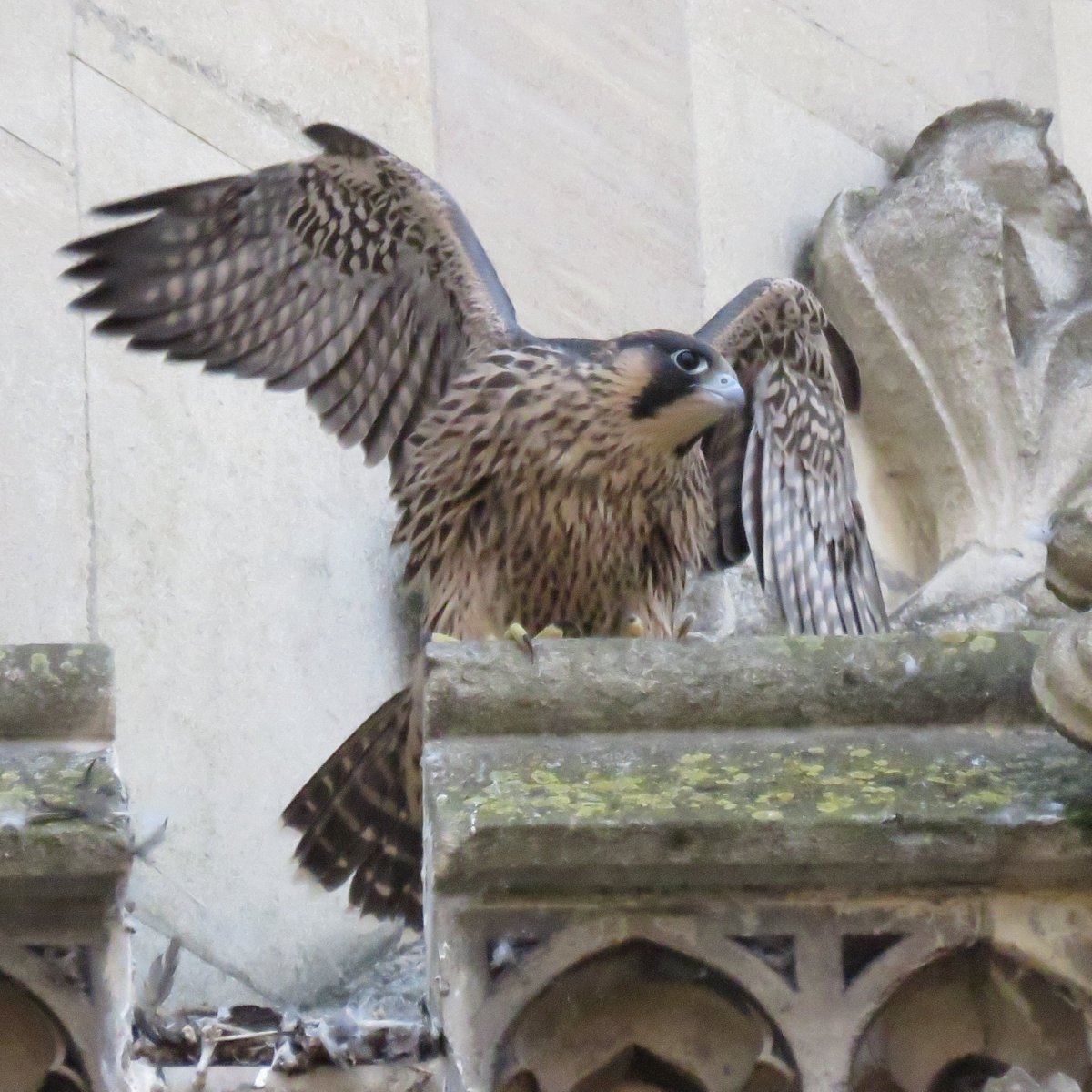 camperegrines's tweet image. 1 of the 2 chicks fledged successfully early this morning and flew to Pembroke chapel. However, since 10am he flew off and hasn't been seen. Please look out for him on rooftops, ledges and on the ground in the area around Pembroke and Peterhouse, if seen contact me asap.