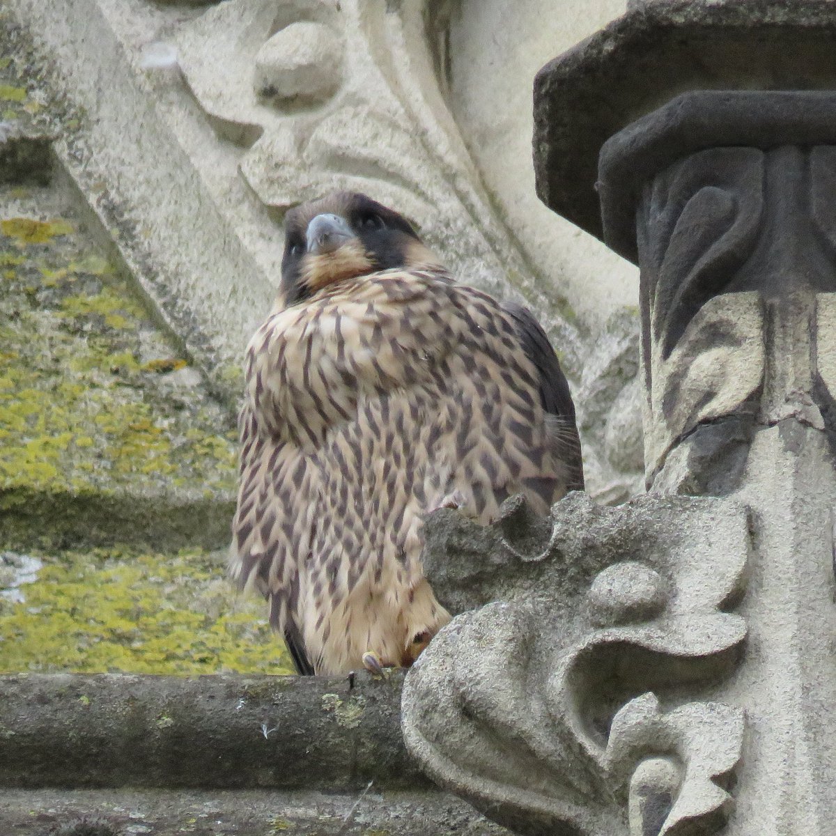 camperegrines's tweet image. 1 of the 2 chicks fledged successfully early this morning and flew to Pembroke chapel. However, since 10am he flew off and hasn't been seen. Please look out for him on rooftops, ledges and on the ground in the area around Pembroke and Peterhouse, if seen contact me asap.