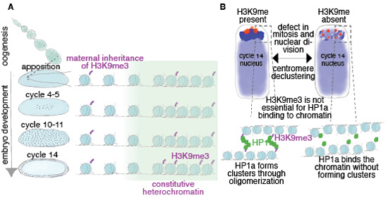 Guido Tiana (@guidotiana) on Twitter photo New work on the mechanism of methylation in drosophila cells, with <a href="/Iovino_Lab/">Lab Nicola Iovino</a> and <a href="/YinxiuZhan/">yinxiu zhan</a>
embopress.org/doi/full/10.10….. New work on the mechanism of methylation in drosophila cells, with <a href="/Iovino_Lab/">Lab Nicola Iovino</a> and <a href="/YinxiuZhan/">yinxiu zhan</a>
embopress.org/doi/full/10.10…..