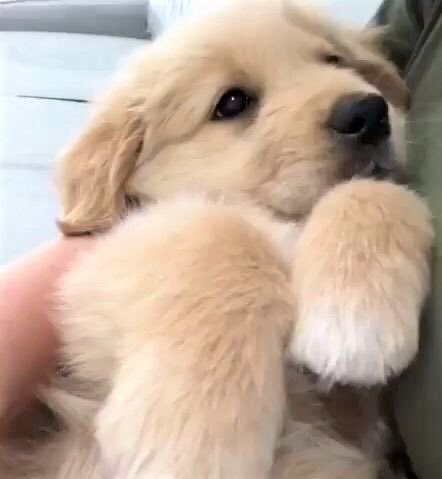 takemybear 🐶 tweet media
