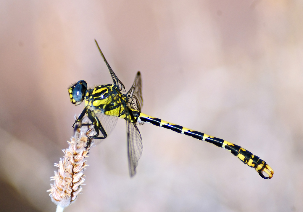 naturamarbella's tweet photo. Onychogomphus uncatus, especie no muy frecuente de #odonato , pero que está presente en #Marbella . Son fechas de muchas #libélulas , hay que disfrutarlas. https://t.co/BqNIWeDm5v