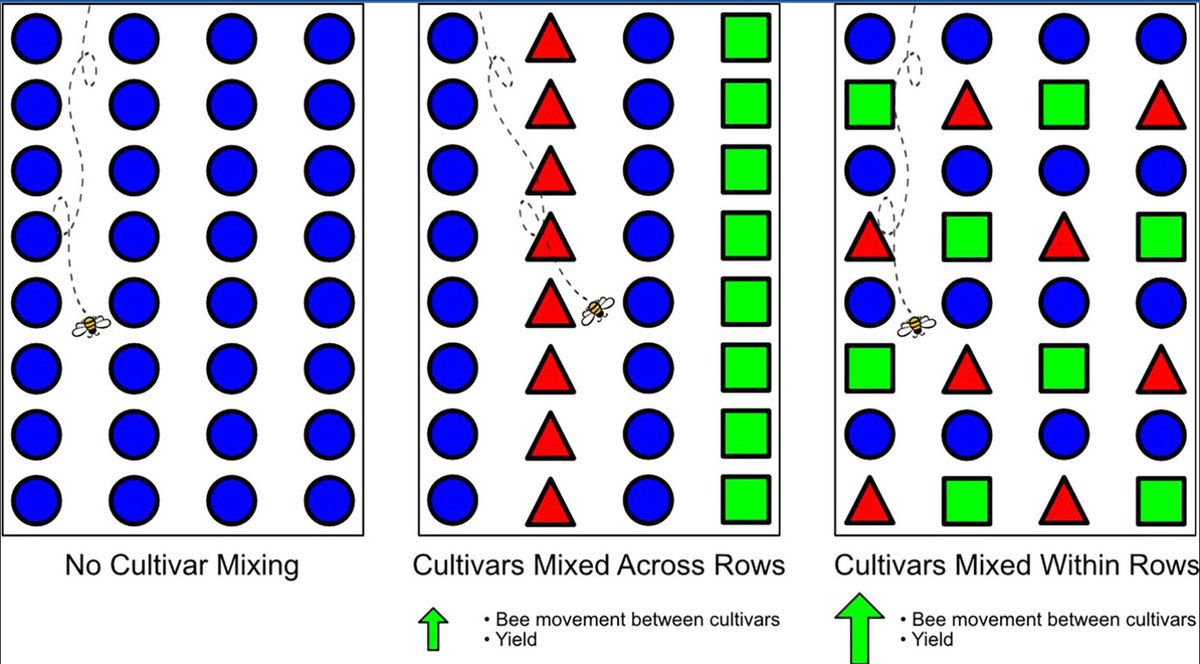 New study from our UFL team members highlights how spatial arrangement of cultivars influences pollination in southern highbush blueberry sciencedirect.com/science/articl…