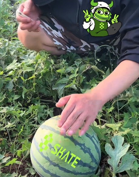 BrookHilda60169's tweet photo. skateboard watermelon @skate_chain https://t.co/bYrgj02dAj