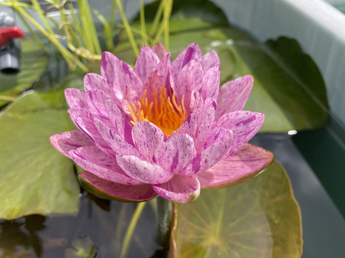 はな睡蓮(ピンク)、トンカ豆、ロイヤルアンバー、セブンゲーツ はな様専用睡蓮(ピンク)、トンカ豆、ロイヤルアンバー、セブンゲーツ