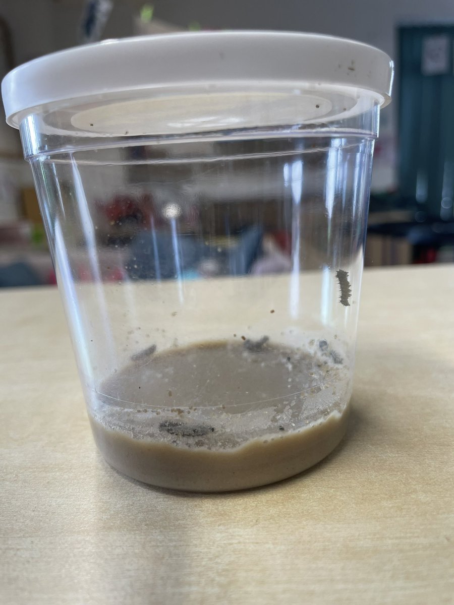 UptonclassRKC's tweet photo. We have caterpillars! 🐛 

We are so excited to watch them grow and change this term! https://t.co/IYjbVuYhb4