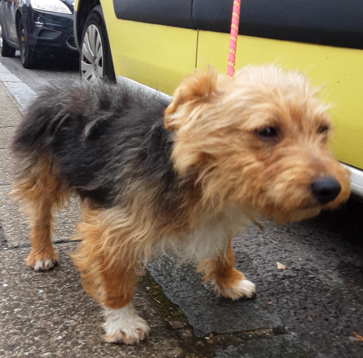 AdoptionsUk's tweet photo. Urgent, please retweet to help find the owner or a rescue space for this stray dog, found/abandoned #STALBANS #HERTFORDSHIRE #UK 
Male Terrier Cross,  found 30 May, white on chest.
He was wearing a collar, but is not chipped. 
Now in a council pound for 7 days, please share widely as he could be missing or stolen from another region. Proof of ownership required
This council will not allow the public to adopt❌
DETAILS👇
 https://t.co/gvko0pjw8t

SDK COUNCIL POUND.  
In the UK, a dog can be 'euthanised' after just 7 days if there are no local shelter spaces available. 
A stray, unclaimed dog becomes the property of the council after 7 days.  
Some council pounds seem to try harder to re home stray dogs than others. 
Rescue shelters across the UK are full.  

PLEASE SHARE WIDELY, SO SOMEONE THAT CAN HELP  SEES THIS  ⭐️⭐️⭐️ 

@MissingPetsGB @DogLostUK @lorraine @themayhew @AllDogsMatter @GMB @thismorning @domdyer70 @PeterEgan6 @APDAWG1 #dogs #dog #pets #animals @rosiedoc660  @EamonnHolmes #EamonnHolmes @ConservativeAWF @Conservatives @UKLabour @RishiSunak @Keir_Starmer @AlisonHammond @rickygervais #Terrier