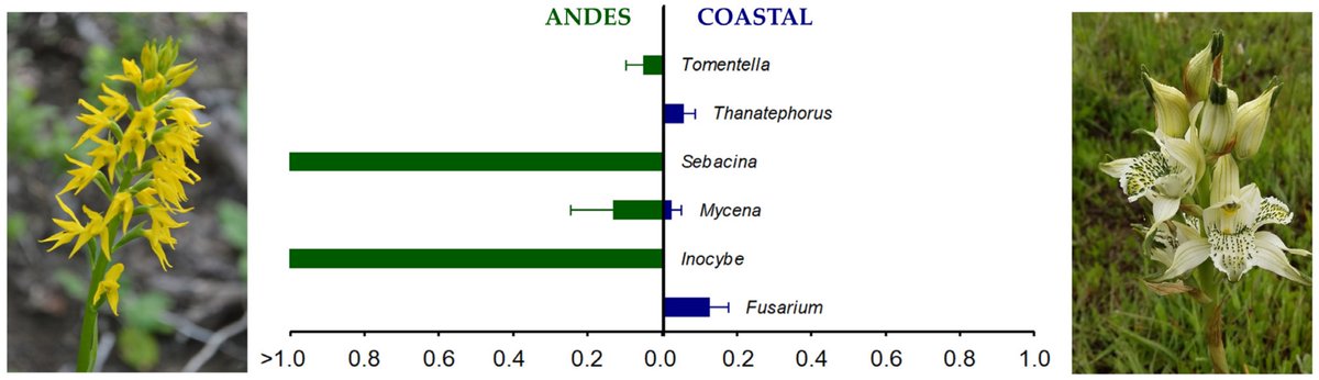 JoF_MDPI's tweet photo. π Exploring the diversity of #mycorrhizal and #rhizosphere #fungal communities in terrestrial orchids #ππ’π·πͺππ¦π’ ππΆπ΅π¦π’ and #ππ©ππ°π³π’π¦π’ π€π°πππͺπ€π¦π―π΄πͺπ΄! πΈ #BotanyResearch #FungalDiversity #OrchidEcology
ππ More here: https://t.co/eyySrWCmeF https://t.co/ifvdCcH1ga