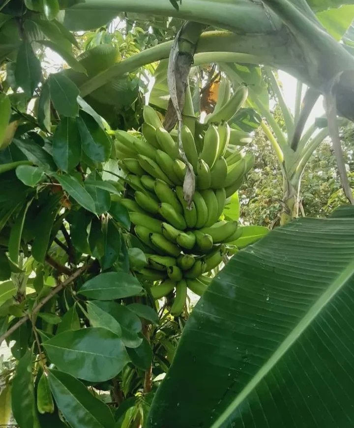 FundaproalO's tweet photo. Fundaproal,sigue apostando por los patios productivos, para seguir brindando calidad de alimentos a nuestros misioneros y misioneras.
@nicolasmaduro
@MinAlimenVen
@lealtelleria
@PedroMelendez86
#Fundaproal #Compromisosocial #BienestarSocial #PatiosProductivosFP https://t.co/0wuniqhdoU