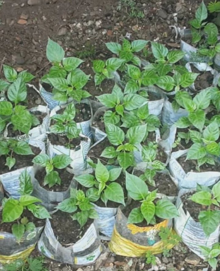 FundaproalO's tweet photo. Fundaproal,sigue apostando por los patios productivos, para seguir brindando calidad de alimentos a nuestros misioneros y misioneras.
@nicolasmaduro
@MinAlimenVen
@lealtelleria
@PedroMelendez86
#Fundaproal #Compromisosocial #BienestarSocial #PatiosProductivosFP https://t.co/0wuniqhdoU