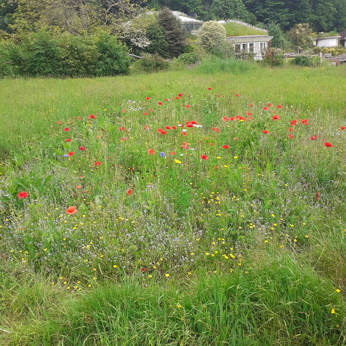 thebaytrust's tweet photo. Starting the week with a mini-meadow update. The wildflowers are really coming along and humming with happy pollinators! 🐝
#minimeadow #wildflower #wildflowers https://t.co/pFpDK5OYpf