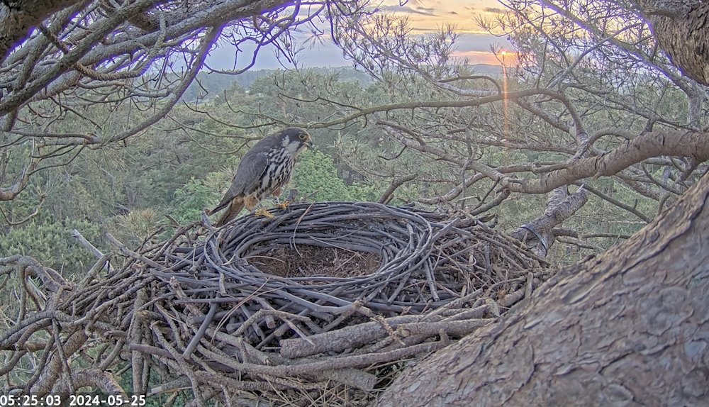 Dorset Raptor Study Group (@dorsetstudy) on Twitter photo Read our latest blog about raptors in Dorset.
Female 'BP' returns on camera but then there's a twist in the tale.... drsg.co.uk/f/shes-home
<a href="/DorsetWildlife/">Dorset Wildlife Trust</a> <a href="/DorsetBirdClub/">Dorset Bird Club</a> <a href="/raptor_jimmi/">Raptor Aid CIO</a> <a href="/BBCSpringwatch/">BBC Springwatch</a> <a href="/_BTO/">BTO</a> <a href="/DevonPeregrines/">Devon Bird of Prey Research</a> Read our latest blog about raptors in Dorset.
Female 'BP' returns on camera but then there's a twist in the tale.... drsg.co.uk/f/shes-home
<a href="/DorsetWildlife/">Dorset Wildlife Trust</a> <a href="/DorsetBirdClub/">Dorset Bird Club</a> <a href="/raptor_jimmi/">Raptor Aid CIO</a> <a href="/BBCSpringwatch/">BBC Springwatch</a> <a href="/_BTO/">BTO</a> <a href="/DevonPeregrines/">Devon Bird of Prey Research</a>