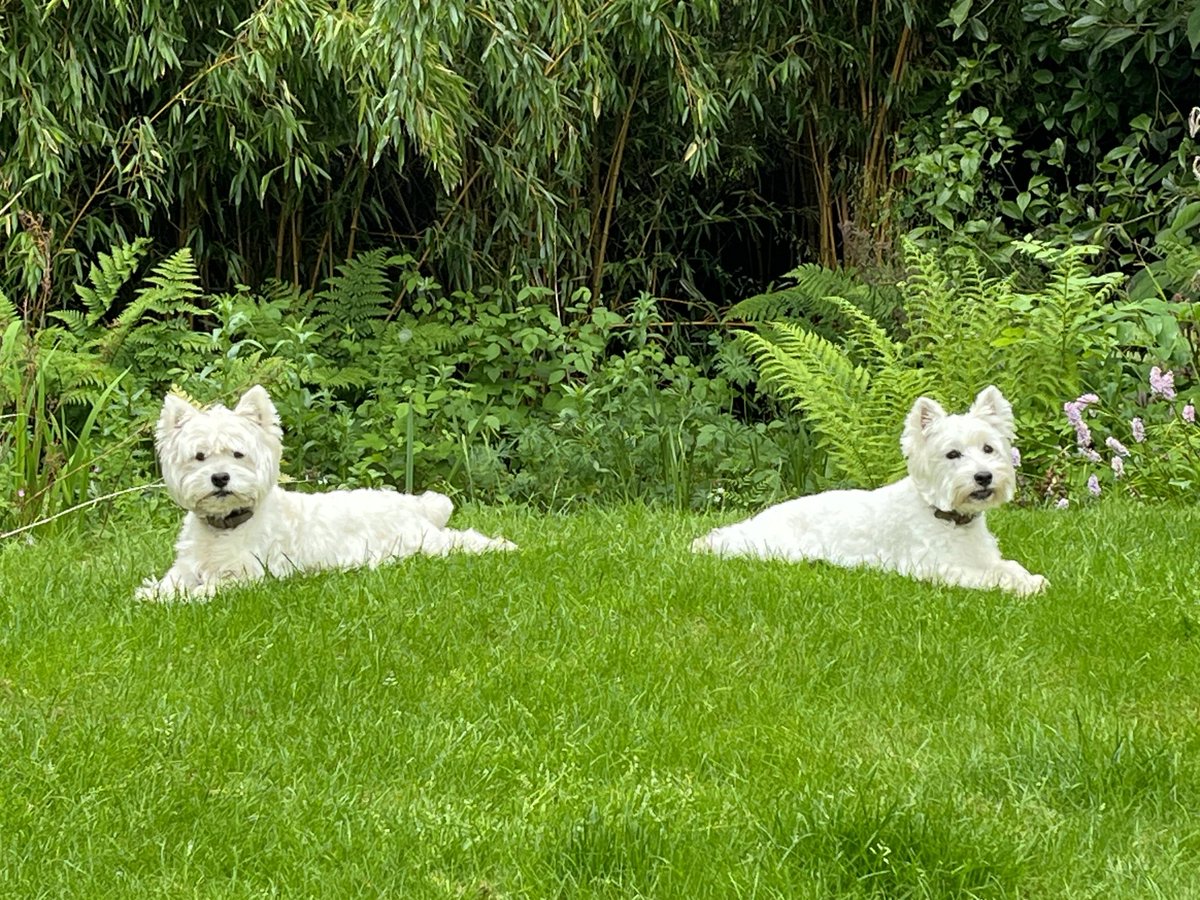 J.K. Rowling tweet media