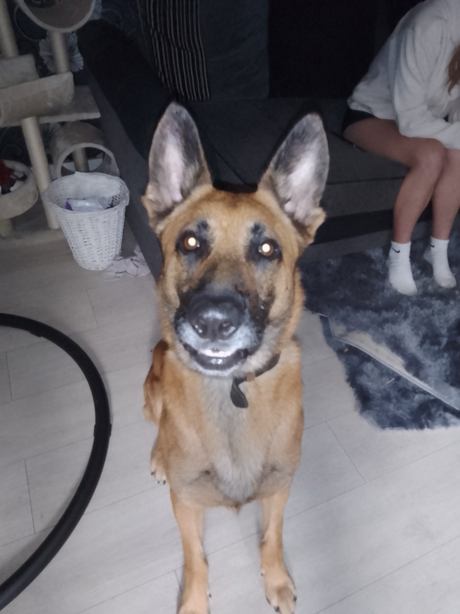 AdoptionsUk's tweet photo. Urgent, please retweet to help find the owner or a rescue space for this stray dog found #GREENWICH #LONDON #UK 
Male German Shepherd,  found 26 May.
He was wearing a collar, his chip is not registered.
Now in a council pound for 7 days, please share widely as he could be missing or stolen from another region. Proof of ownership required.
This council will not allow the public to adopt❌
DETAILS 👇
https://t.co/gvko0pjw8t 
SDK COUNCIL POUND.   
In the UK, a dog can be 'euthanised' after just 7 days if there are no local shelter spaces available.  A stray, unclaimed dog becomes the property of the council after 7 days.  
Some council pounds seem to try harder to re home stray dogs than others.  
Rescue shelters across the UK are full. 

PLEASE SHARE WIDELY, SO SOMEONE THAT CAN HELP  SEES THIS ⭐️⭐️⭐️

@MissingPetsGB @DogLostUK @lorraine @themayhew @AllDogsMatter @GMB @thismorning @domdyer70 @PeterEgan6 @APDAWG1 #dogs #dog #pets #animals @rosiedoc660 @EamonnHolmes #EamonnHolmes @ConservativeAWF @Conservatives @UKLabour @RishiSunak @Keir_Starmer @AlisonHammond @rickygervais #GermanShepherd  #GermanShepherd 
@gsrescueelite
