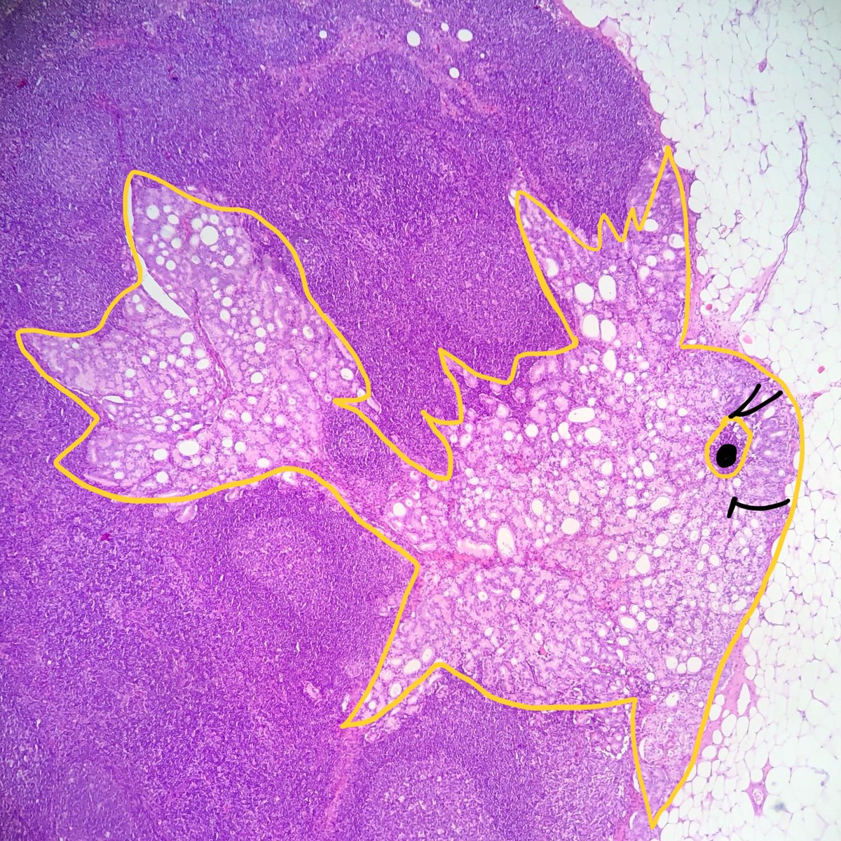 Anna Vasileva tweet media