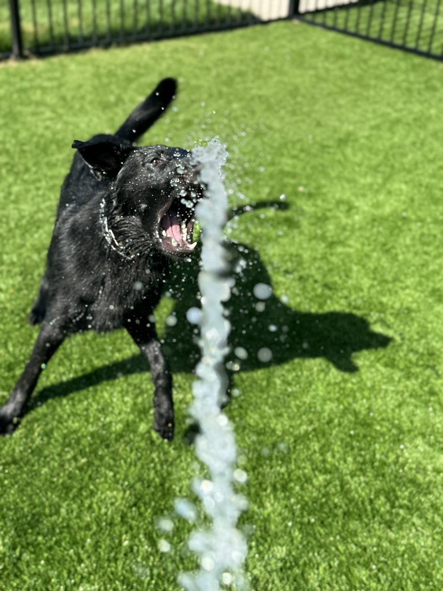 vandiver_'s tweet photo. Ragnar enjoying the summer shenanigans https://t.co/rKNcGHxJQt