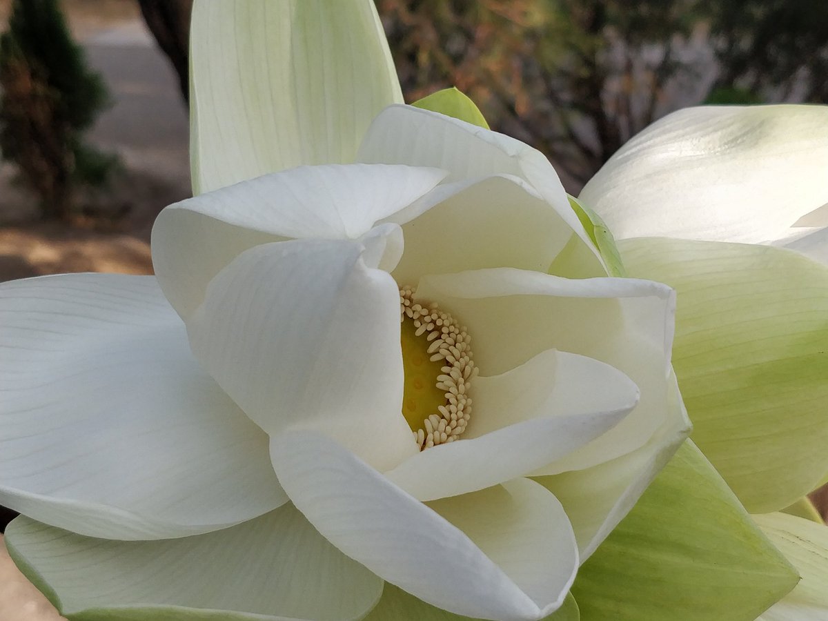divyaasrisri's tweet photo. Sacred Lotus , ~ D ☘︎
#Naturephotography
#photographylovers
#photographers
#photography
#garden #photo
#BeautifulWorld
#NatureTherapy
#flowerpictures
#tuesdayvibe
#trendingpost
#SimpleFeelings https://t.co/xi7URWDwDJ