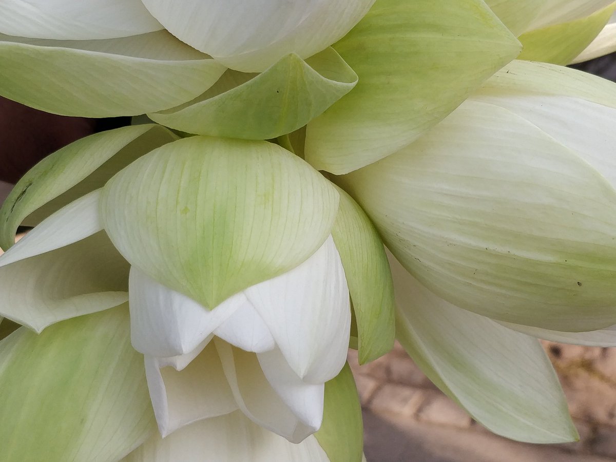 divyaasrisri's tweet photo. Sacred Lotus , ~ D ☘︎
#Naturephotography
#photographylovers
#photographers
#photography
#garden #photo
#BeautifulWorld
#NatureTherapy
#flowerpictures
#tuesdayvibe
#trendingpost
#SimpleFeelings https://t.co/xi7URWDwDJ