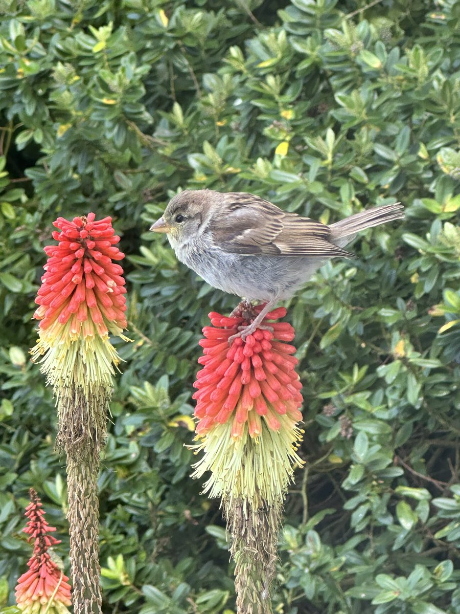 JJMorelaj's tweet photo. A wee Wren enjoying the nectar from our red hot pokers. #BBCspringwatch https://t.co/Lremd9X7bJ