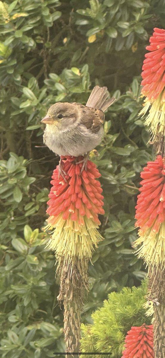 JJMorelaj's tweet photo. A wee Wren enjoying the nectar from our red hot pokers. #BBCspringwatch https://t.co/Lremd9X7bJ