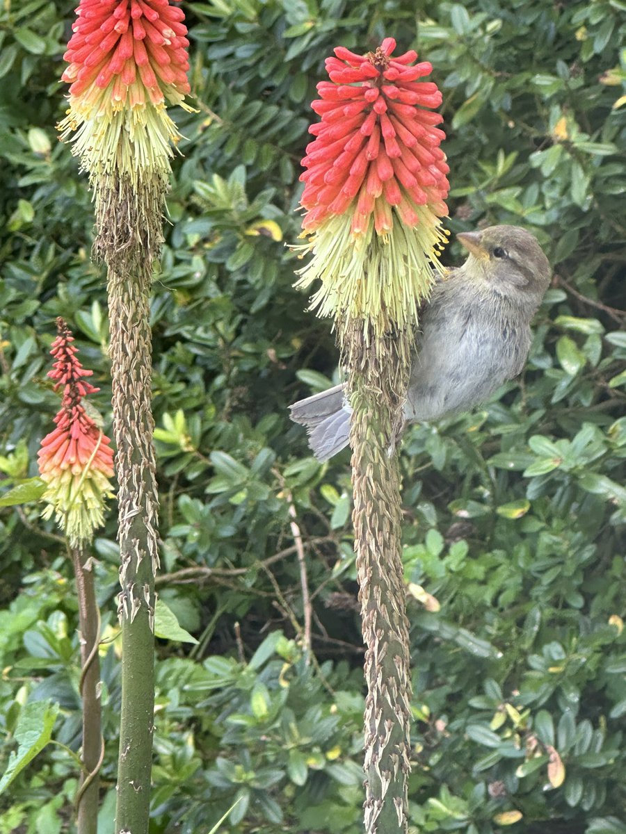 JJMorelaj's tweet photo. A wee Wren enjoying the nectar from our red hot pokers. #BBCspringwatch https://t.co/Lremd9X7bJ