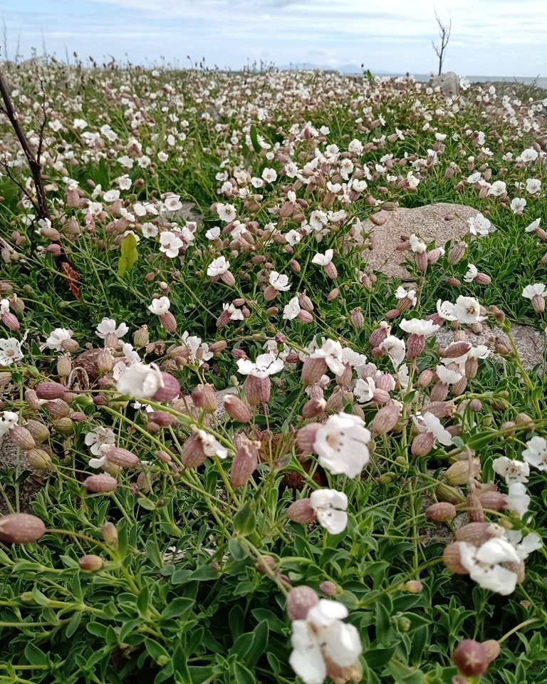 PerthshireWild's tweet photo. Just back from visiting the beautiful #machair on #Uist. I have never seen anything like it before in Scotland - absolutely mind-blowing! More #wildflowers photos to follow soon πππ https://t.co/hyTztz8ZjH