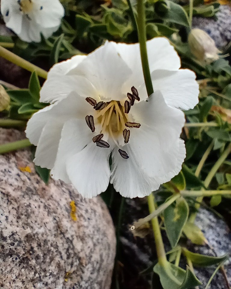 PerthshireWild's tweet photo. Just back from visiting the beautiful #machair on #Uist. I have never seen anything like it before in Scotland - absolutely mind-blowing! More #wildflowers photos to follow soon πππ https://t.co/hyTztz8ZjH