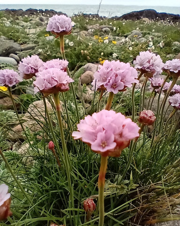 PerthshireWild's tweet photo. Just back from visiting the beautiful #machair on #Uist. I have never seen anything like it before in Scotland - absolutely mind-blowing! More #wildflowers photos to follow soon πππ https://t.co/hyTztz8ZjH